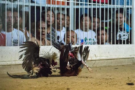 cockfighting derby in the philippines|international derby cockfighting videos.